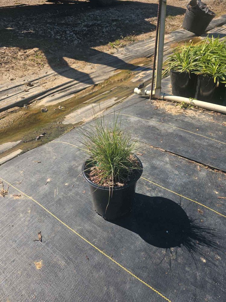 bouteloua-gracilis-hachita-blue-gramma-blue-grama-grass