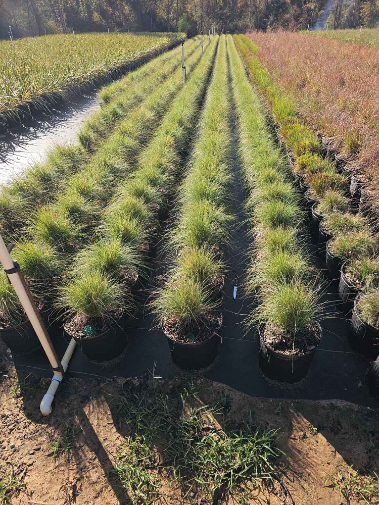 bouteloua-gracilis-hachita-blue-gramma-blue-grama-grass