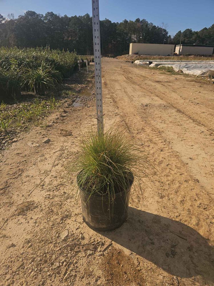 bouteloua-gracilis-hachita-blue-gramma-blue-grama-grass
