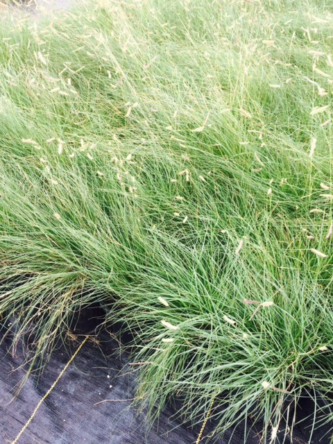 bouteloua-gracilis-mosquito-grama-grass