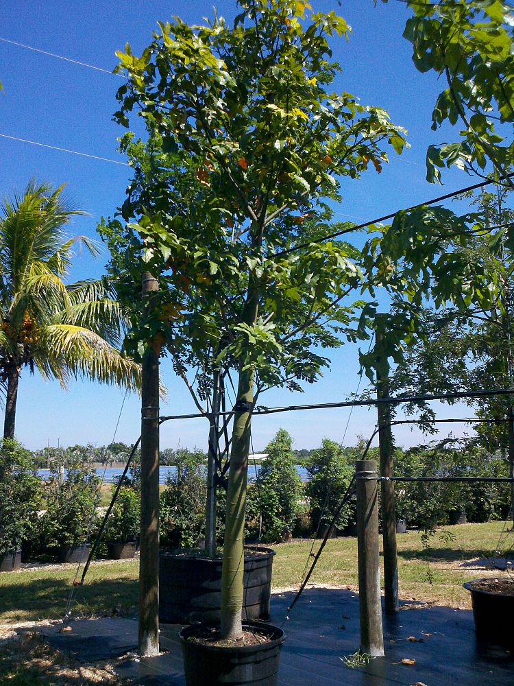 brachychiton-acerifolius-flame-tree