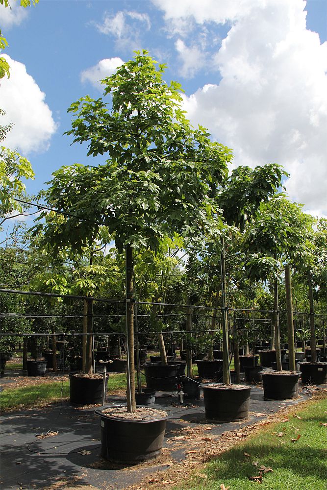 brachychiton-acerifolius-flame-tree