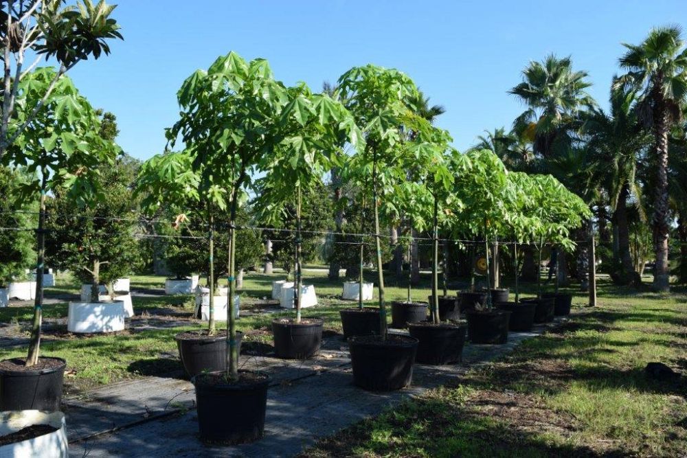 brachychiton-acerifolius-flame-tree