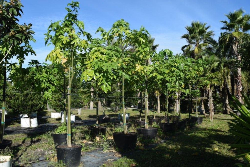 brachychiton-acerifolius-flame-tree