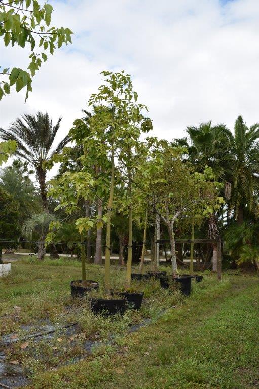 brachychiton-acerifolius-flame-tree