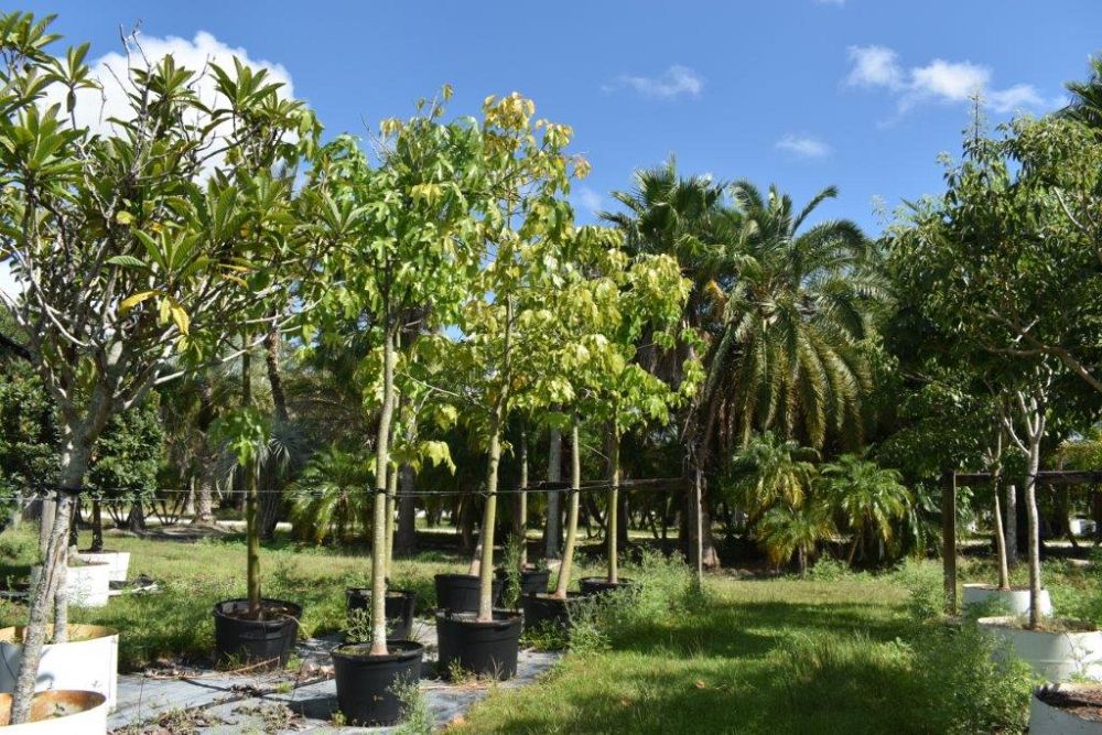 brachychiton-acerifolius-flame-tree