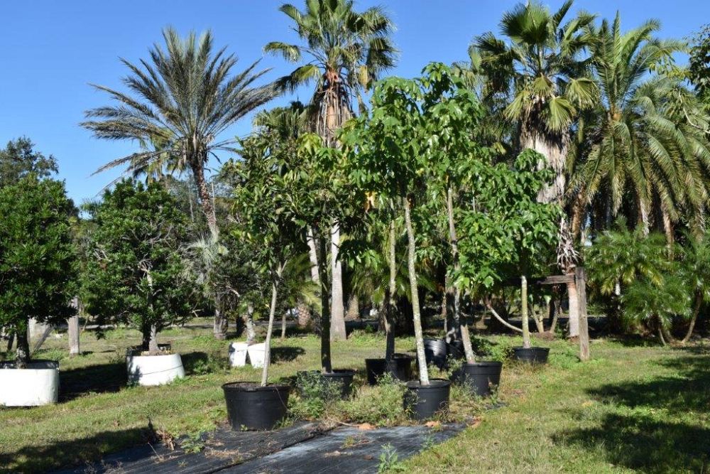 brachychiton-acerifolius-flame-tree
