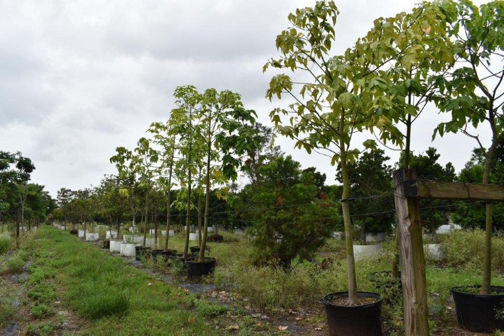 brachychiton-acerifolius-flame-tree