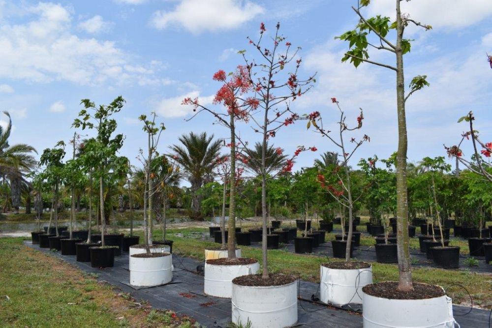 brachychiton-acerifolius-flame-tree