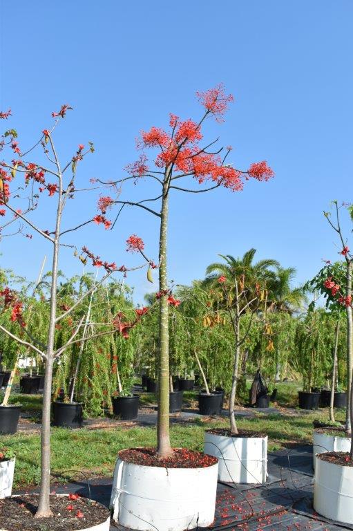 brachychiton-acerifolius-flame-tree
