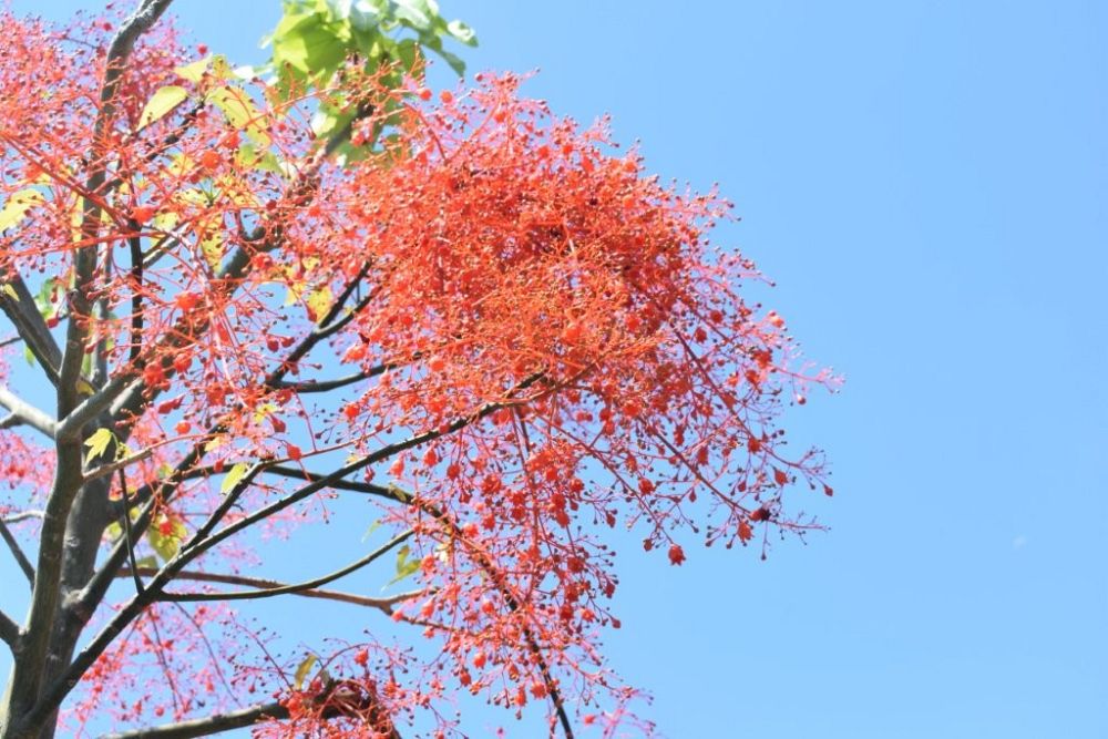 brachychiton-acerifolius-flame-tree