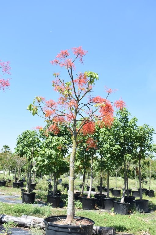 brachychiton-acerifolius-flame-tree