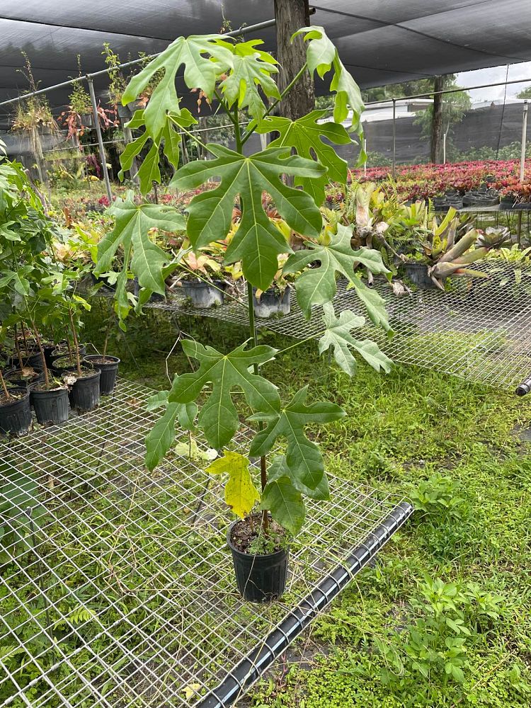 brachychiton-acerifolius-flame-tree