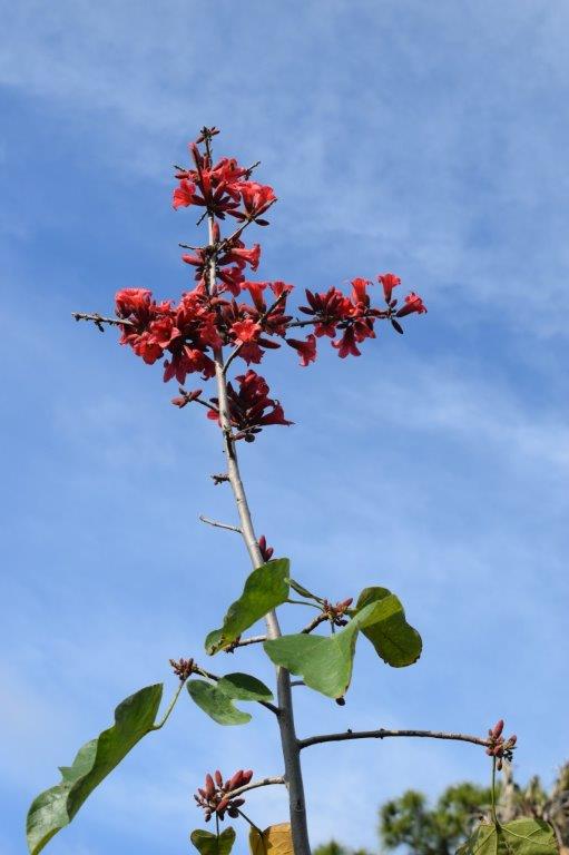 brachychiton-bidwillii-rusty-kurrajong-little-kurrajong