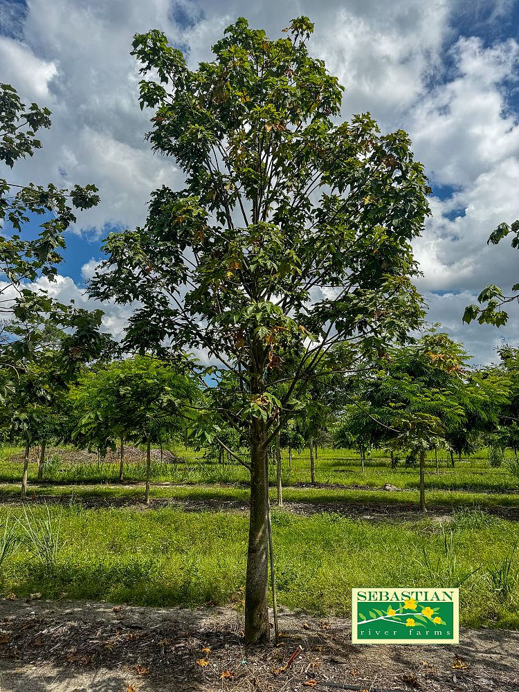 brachychiton-discolor-herman-seyforth-pink-flame-tree