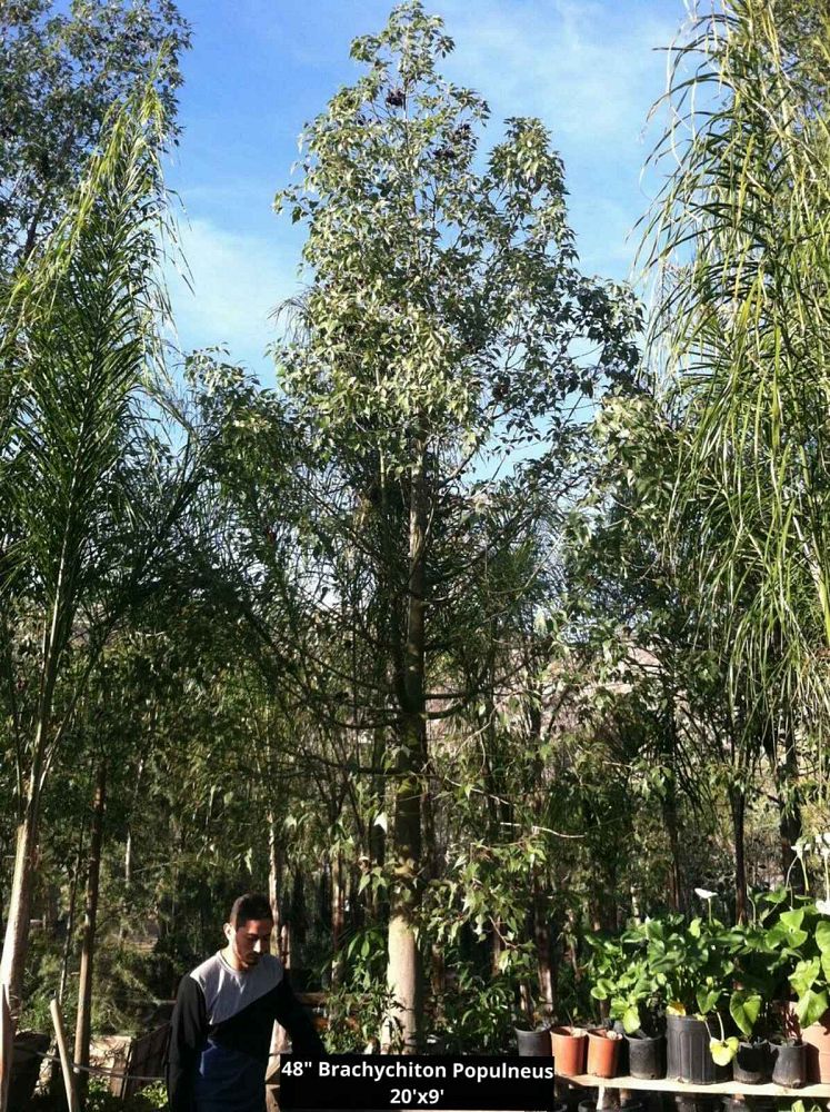 brachychiton-populneus-kurrajong-bottle-tree