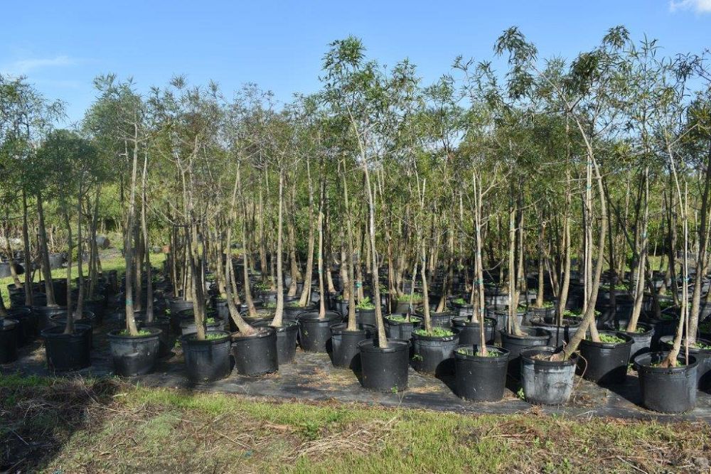 brachychiton-rupestris-australian-bottle-tree-queensland-bottle-tree-queensland-kurrajong-narrow-leaf-bottletree
