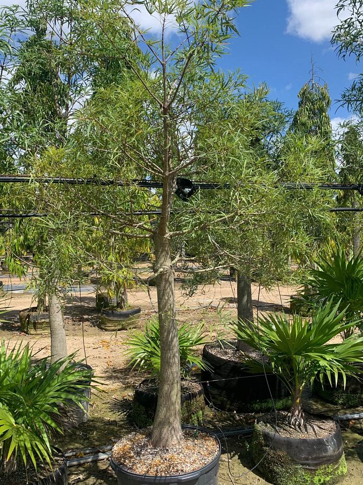brachychiton-rupestris-australian-bottle-tree-queensland-bottle-tree-queensland-kurrajong-narrow-leaf-bottletree