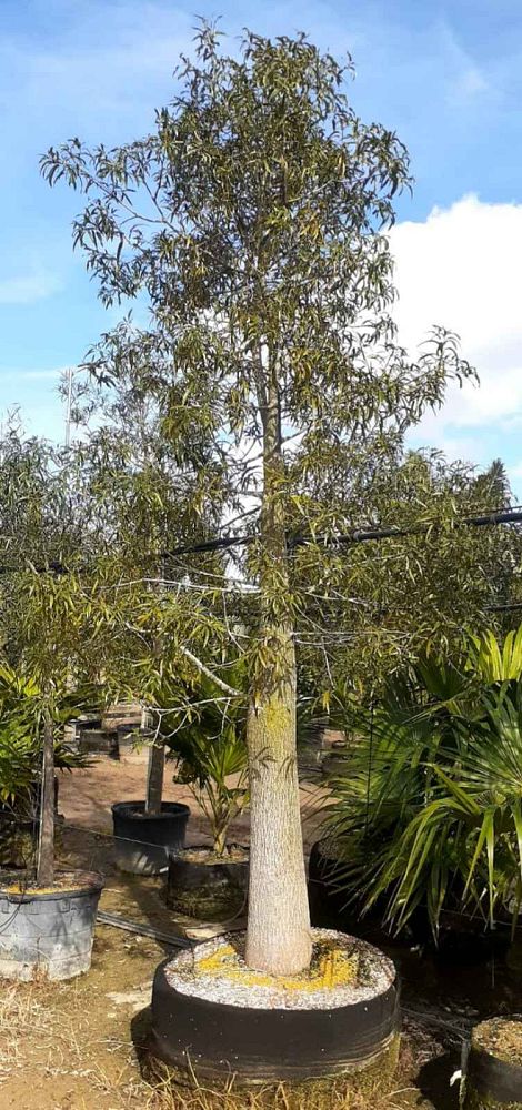 brachychiton-rupestris-australian-bottle-tree-queensland-bottle-tree-queensland-kurrajong-narrow-leaf-bottletree