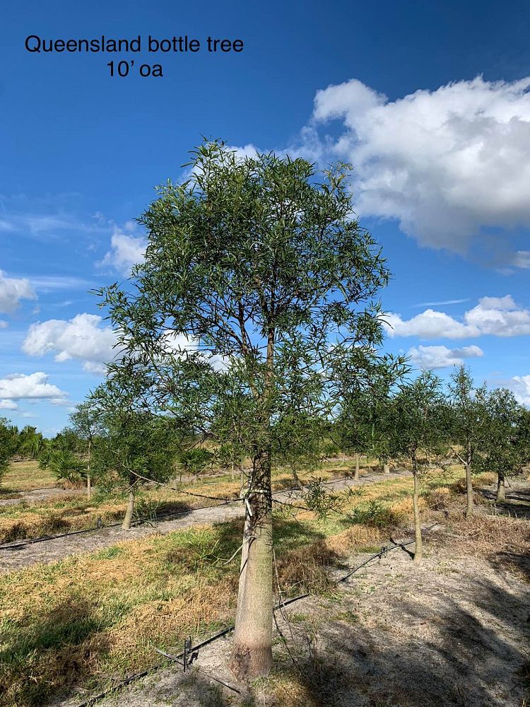 brachychiton-rupestris-australian-bottle-tree-queensland-bottle-tree-queensland-kurrajong-narrow-leaf-bottletree