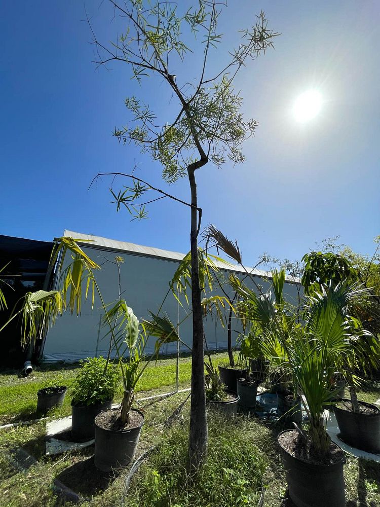 brachychiton-rupestris-australian-bottle-tree-queensland-bottle-tree-queensland-kurrajong-narrow-leaf-bottletree