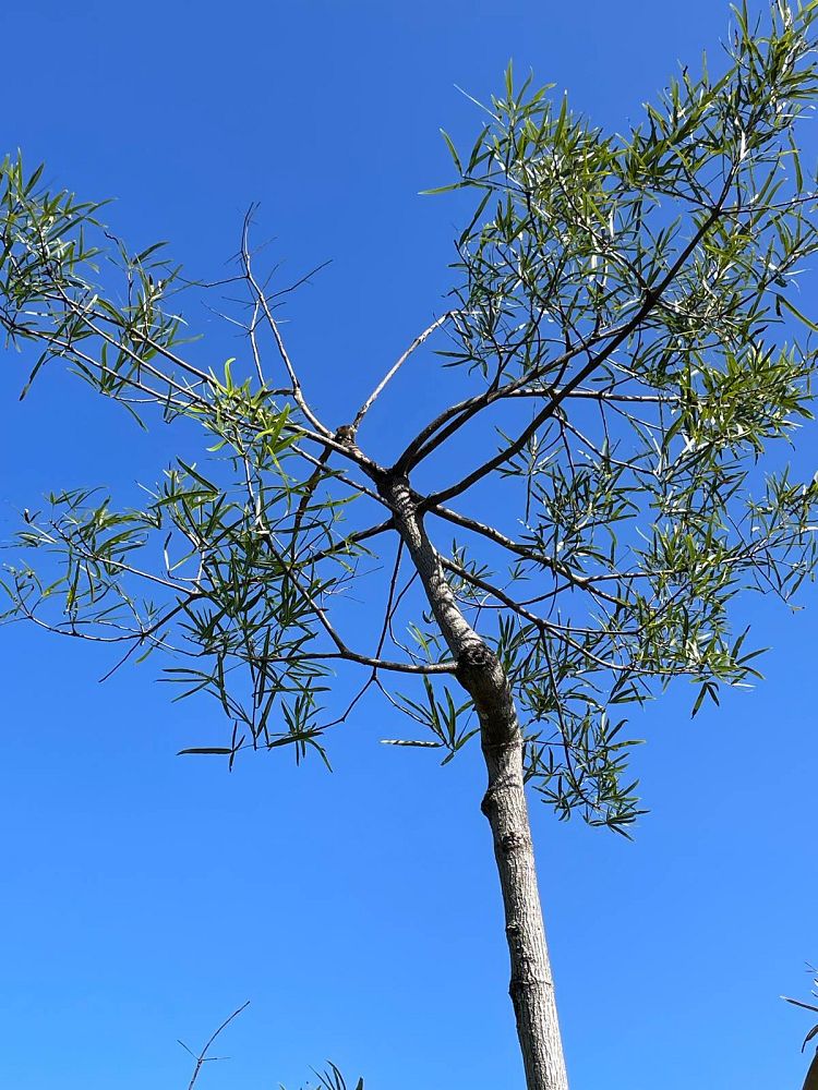 brachychiton-rupestris-australian-bottle-tree-queensland-bottle-tree-queensland-kurrajong-narrow-leaf-bottletree