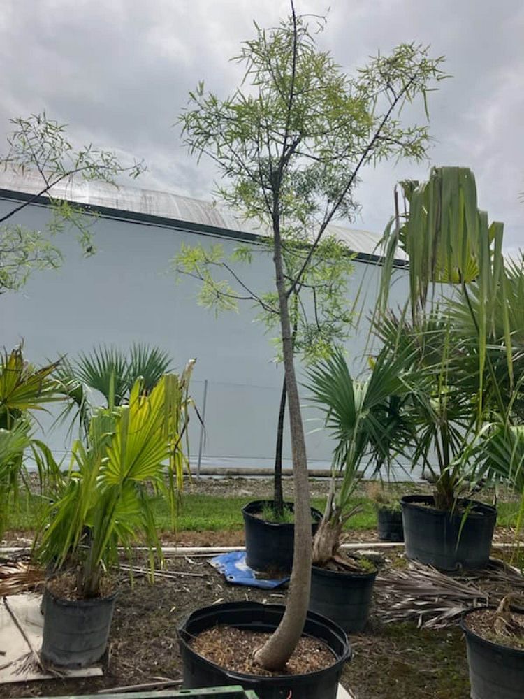 brachychiton-rupestris-australian-bottle-tree-queensland-bottle-tree-queensland-kurrajong-narrow-leaf-bottletree