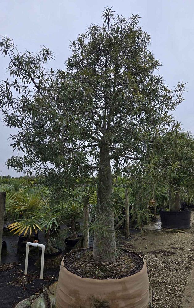 brachychiton-rupestris-australian-bottle-tree-queensland-bottle-tree-queensland-kurrajong-narrow-leaf-bottletree