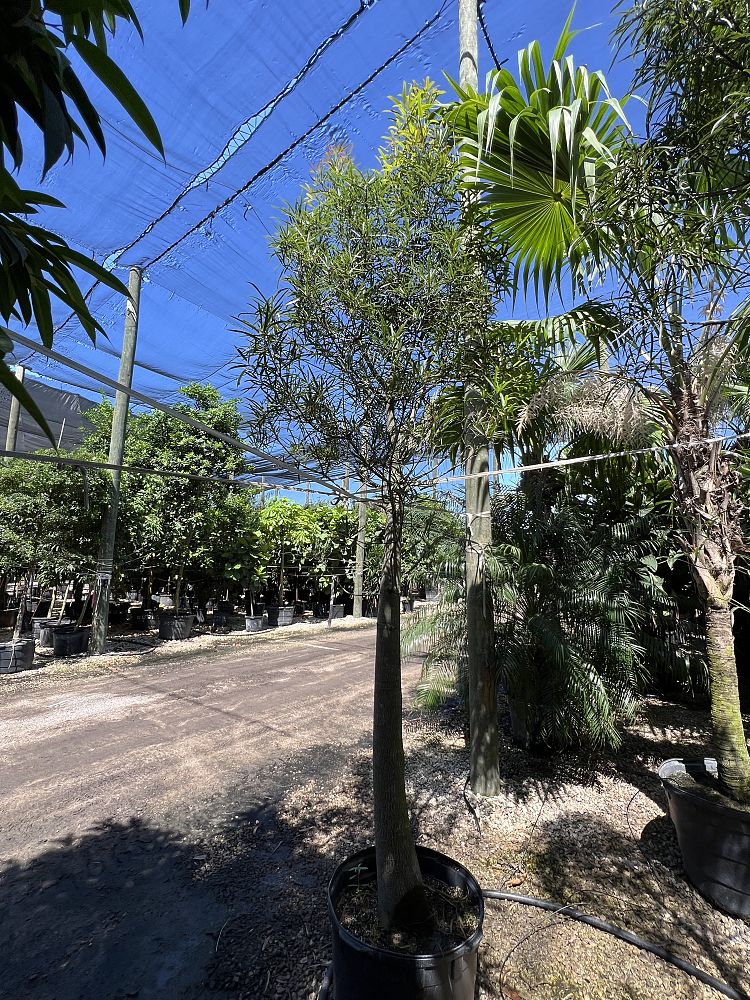 brachychiton-rupestris-australian-bottle-tree-queensland-bottle-tree-queensland-kurrajong-narrow-leaf-bottletree