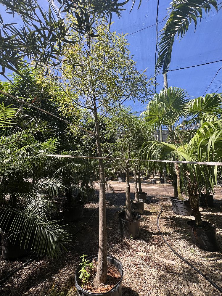 brachychiton-rupestris-australian-bottle-tree-queensland-bottle-tree-queensland-kurrajong-narrow-leaf-bottletree
