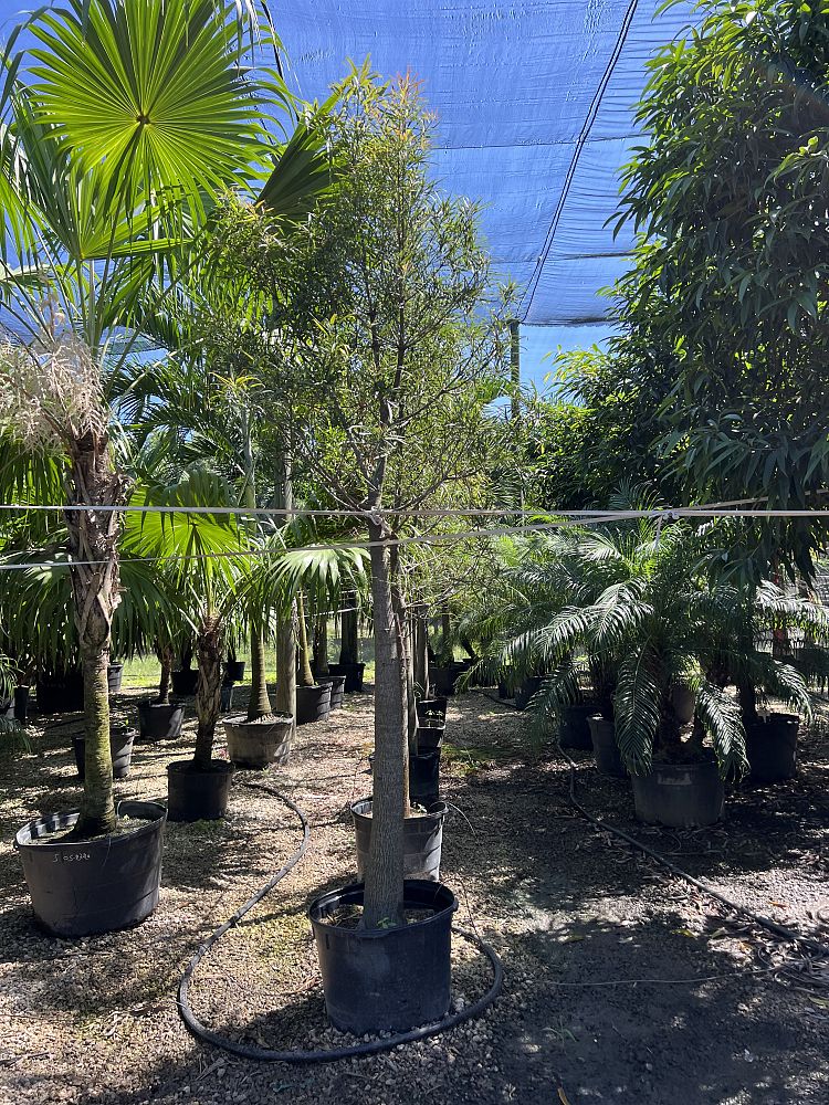 brachychiton-rupestris-australian-bottle-tree-queensland-bottle-tree-queensland-kurrajong-narrow-leaf-bottletree