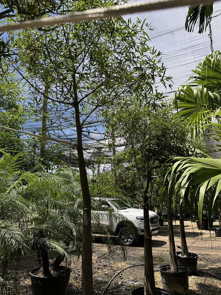 brachychiton-rupestris-australian-bottle-tree-queensland-bottle-tree-queensland-kurrajong-narrow-leaf-bottletree