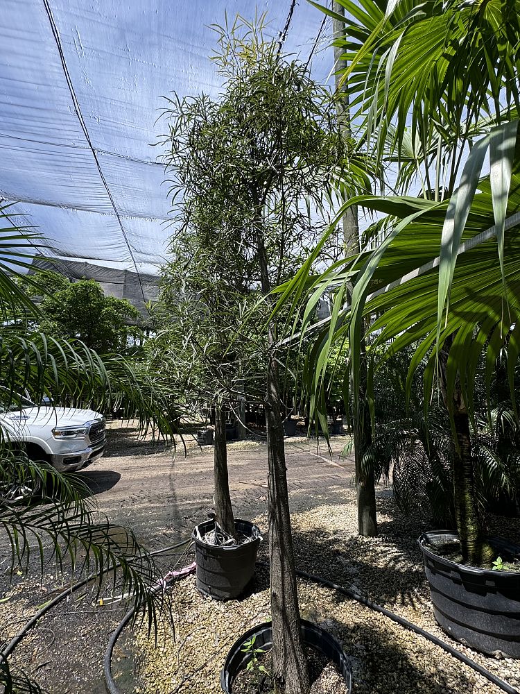 brachychiton-rupestris-australian-bottle-tree-queensland-bottle-tree-queensland-kurrajong-narrow-leaf-bottletree