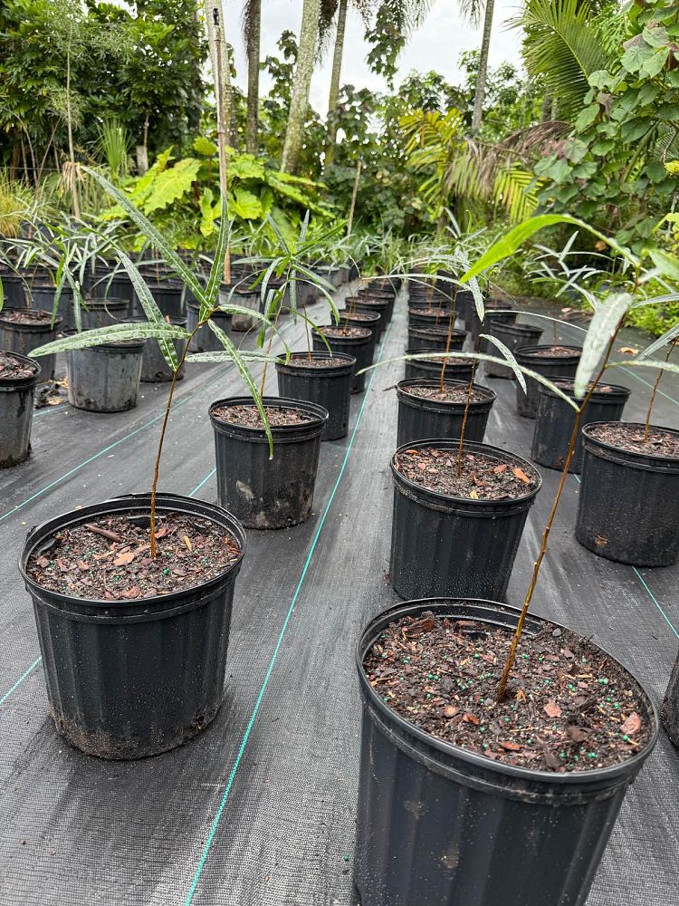 brachychiton-rupestris-australian-bottle-tree-queensland-bottle-tree-queensland-kurrajong-narrow-leaf-bottletree