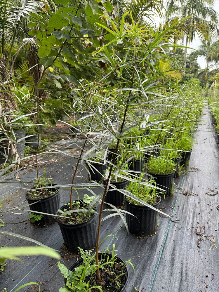 brachychiton-rupestris-australian-bottle-tree-queensland-bottle-tree-queensland-kurrajong-narrow-leaf-bottletree