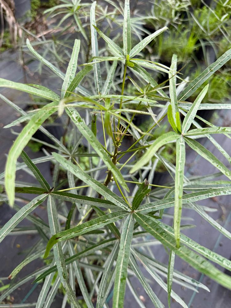 brachychiton-rupestris-australian-bottle-tree-queensland-bottle-tree-queensland-kurrajong-narrow-leaf-bottletree