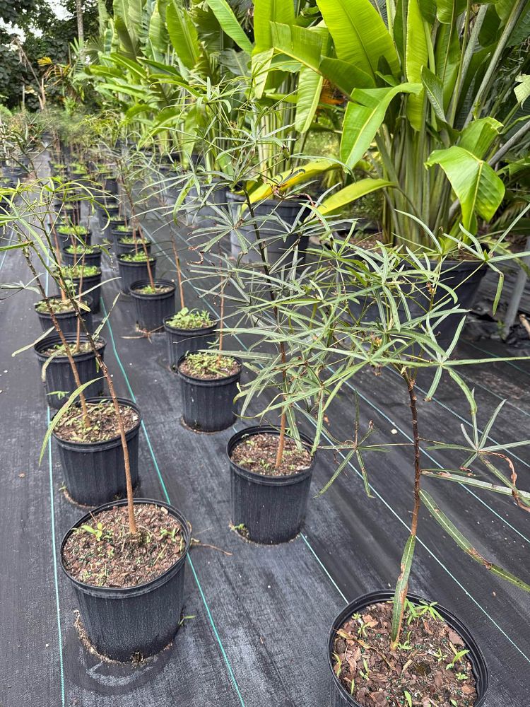 brachychiton-rupestris-australian-bottle-tree-queensland-bottle-tree-queensland-kurrajong-narrow-leaf-bottletree