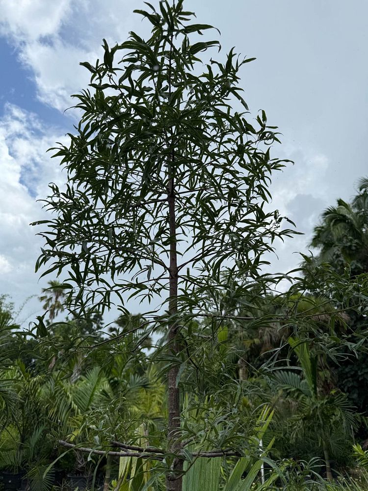 brachychiton-rupestris-australian-bottle-tree-queensland-bottle-tree-queensland-kurrajong-narrow-leaf-bottletree