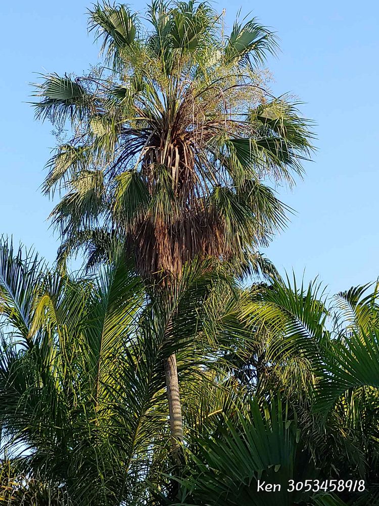 brahea-brandegeei-san-jose-hesper-palm