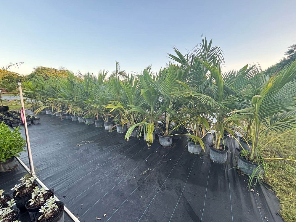 brahea-salvadorensis-palm-tree-brahea