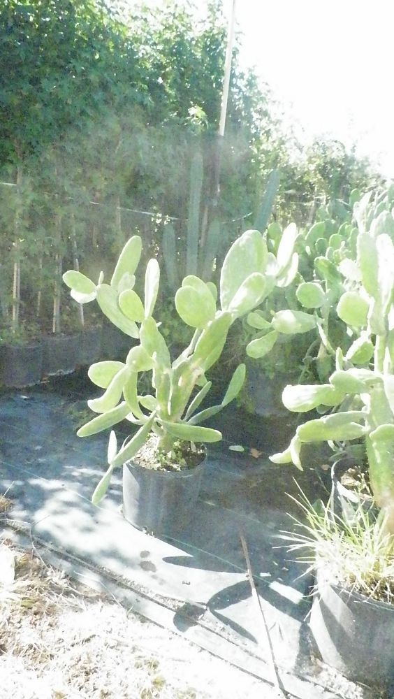brasiliopuntia-brasiliensis-brazilian-prickly-pear-prickly-pear-cactus