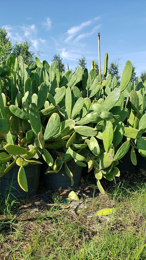 brasiliopuntia-brasiliensis-brazilian-prickly-pear-prickly-pear-cactus