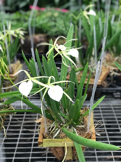 brassavola-nodosa-brassavola-lady-of-the-night-species-orchid
