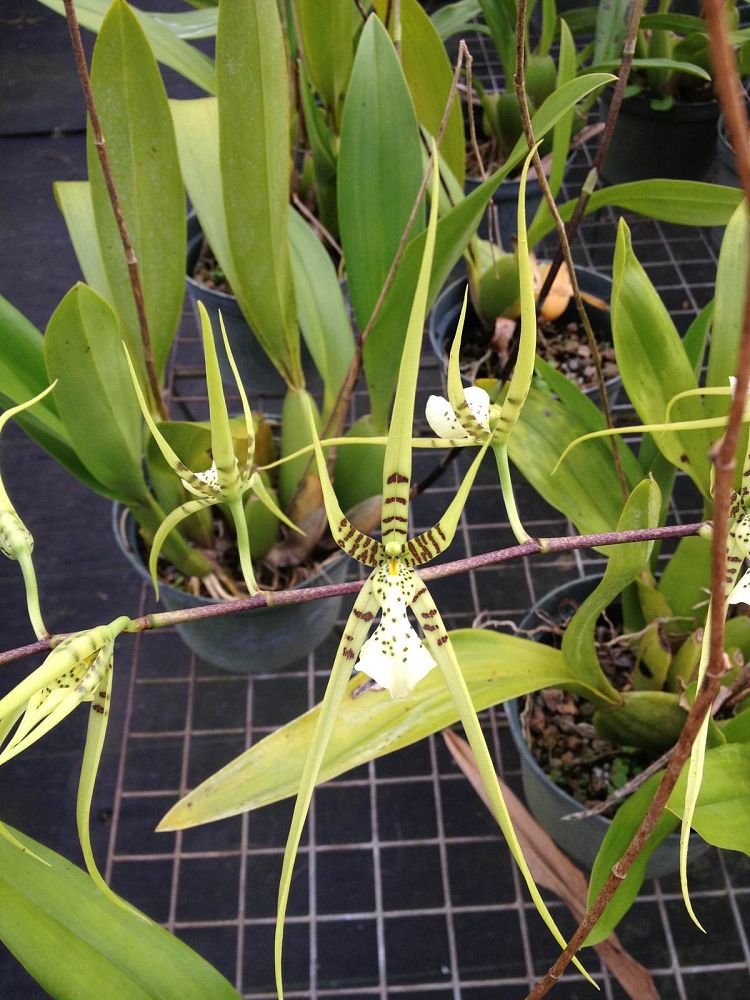 brassia-antherotes-spider-orchid