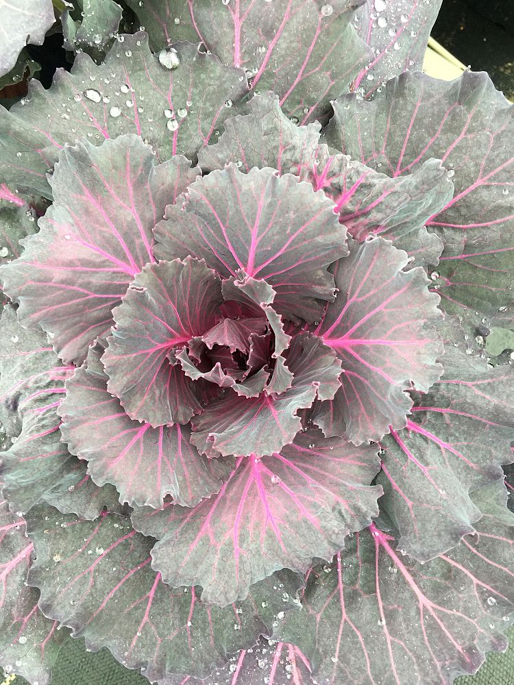 brassica-oleracea-acephala-cole-collard-ornamental-kale-flowering-cabbage