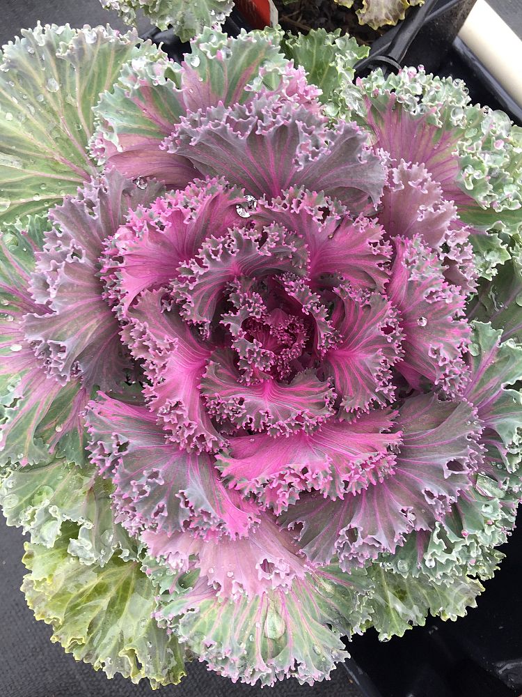 brassica-oleracea-acephala-cole-collard-ornamental-kale-flowering-cabbage