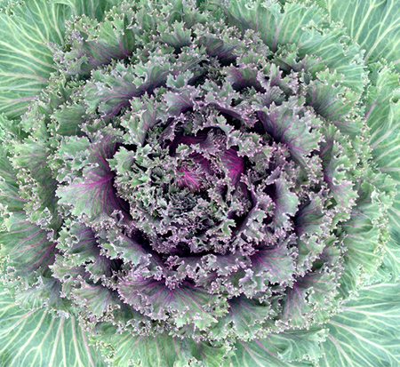 brassica-oleracea-acephala-kamome-pink-cole-collard-ornamental-kale-flowering-cabbage