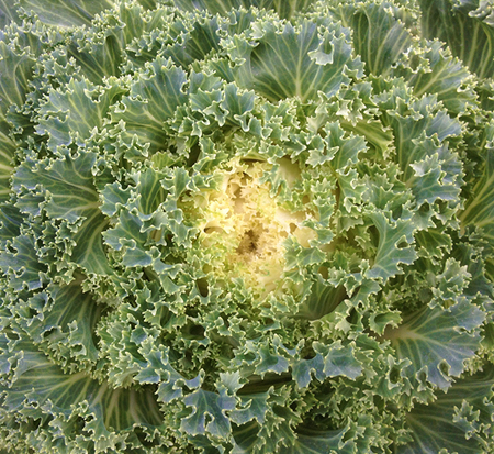 brassica-oleracea-acephala-kamome-white-cole-collard-ornamental-kale-flowering-cabbage