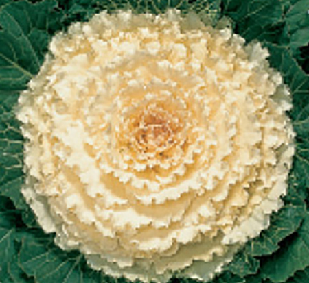brassica-oleracea-acephala-osaka-white-cole-collard-ornamental-kale-flowering-cabbage