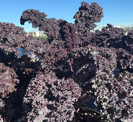 brassica-oleracea-acephala-scarlet-bor-cole-collard-ornamental-kale-flowering-cabbage